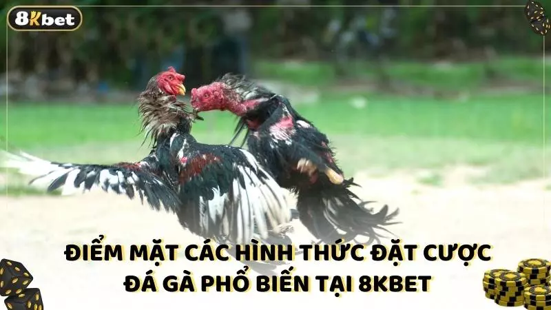 Điểm mặt các hình thức đặt cược đá gà phổ biến tại 8kbet