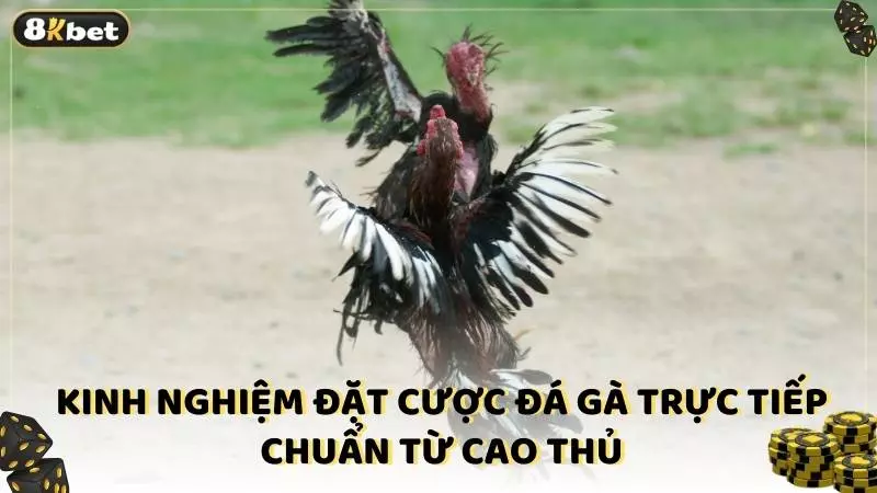 Kinh nghiệm đặt cược đá gà trực tiếp chuẩn từ cao thủ