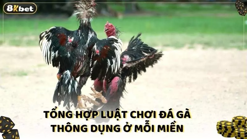 Tổng hợp luật chơi đá gà thông dụng ở mỗi miền